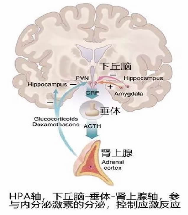 彭凯平：后疫情时代的积极心理重塑 第 1 张
